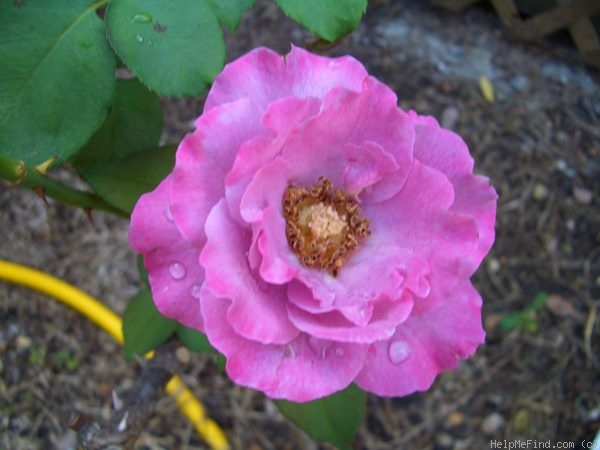 'Angel Face (floribunda, Swim & Weeks 1968)' rose photo