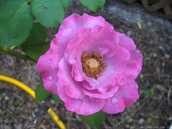 'Angel Face (Floribunda, Swim & Weeks, 1968)' rose photo