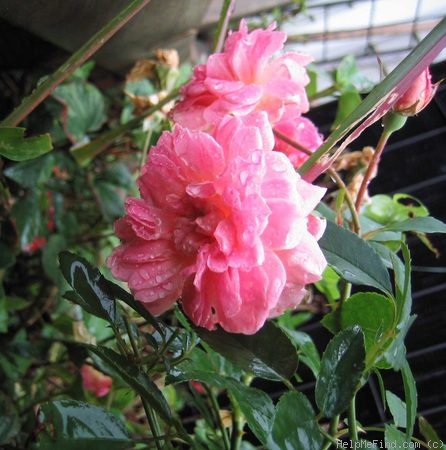 'Borderer' rose photo