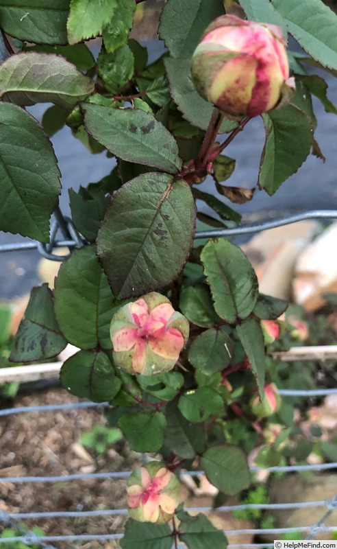 'Madame Ernest Calvat' rose, click to enlarge 'Madame Ernest Calvat' rose photo