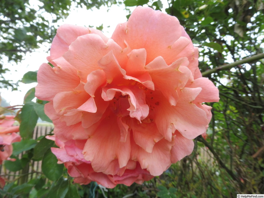'Alibaba ®' rose photo