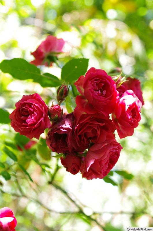 'Redwood Empire' rose photo