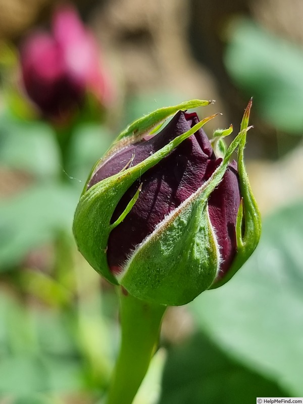 'Astrid Gräfin von Hardenberg' rose photo