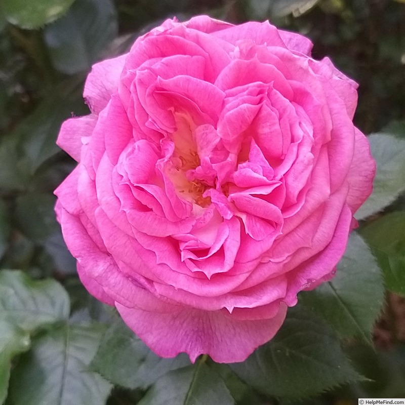 'Thierry Marx ®' rose photo
