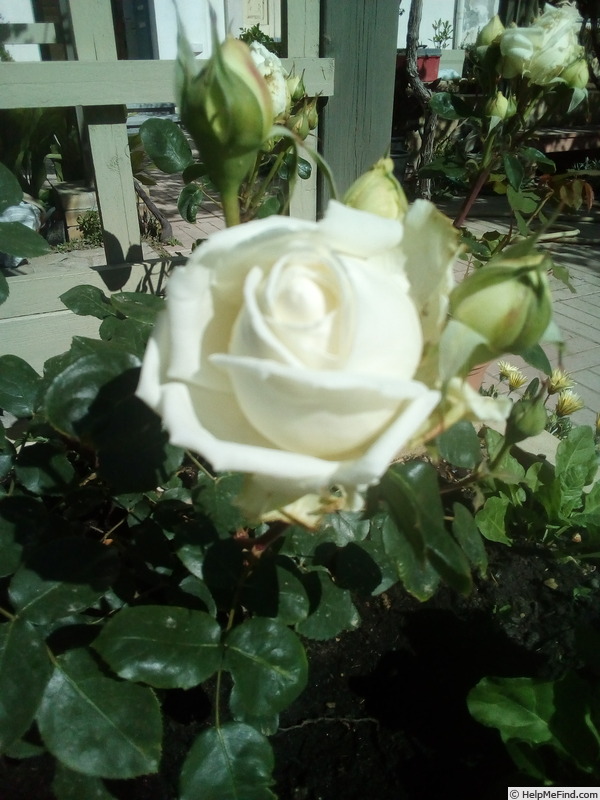 'Prinzessin Hildegard' rose photo