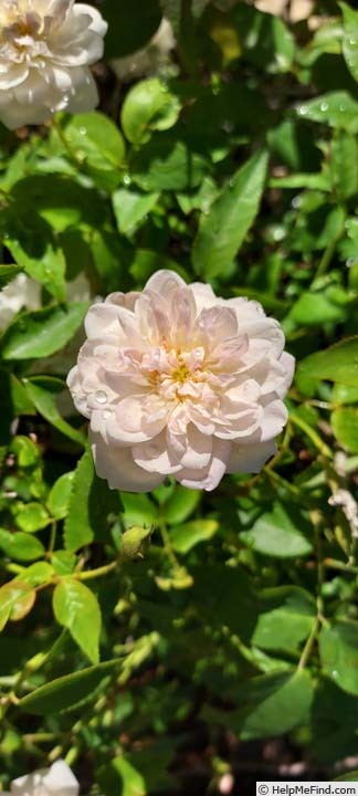 'RENFAWOLGHER' rose photo