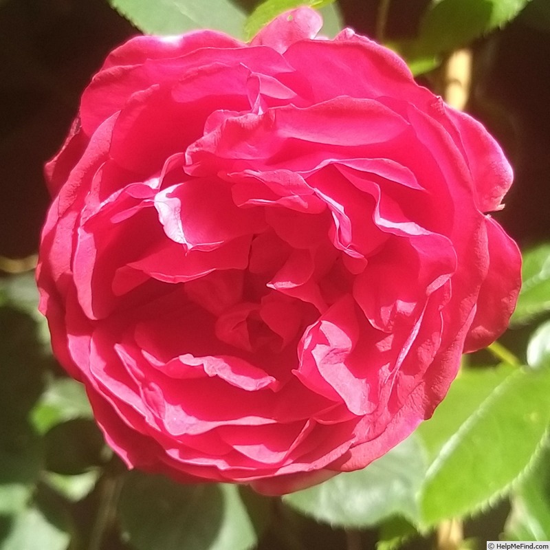 'Rose Clos Vougeot ® (floribunda, Delbard, 2019)' rose photo