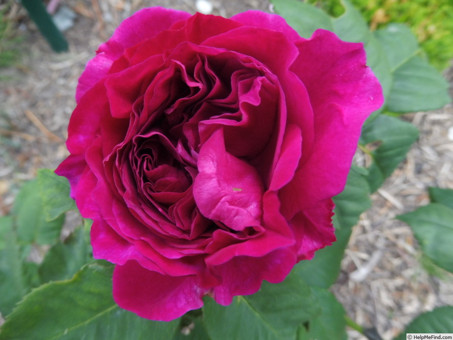 'Purple Lodge' rose photo