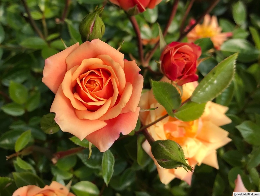 'Golden Century' rose photo