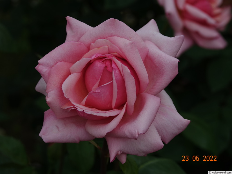 'Budateteni' rose photo