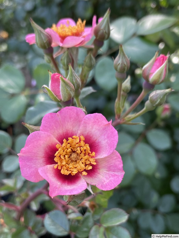 'Cuteness' rose photo