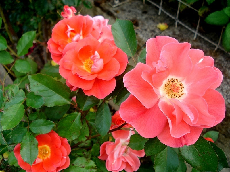 'Allée Abricot ®' rose photo