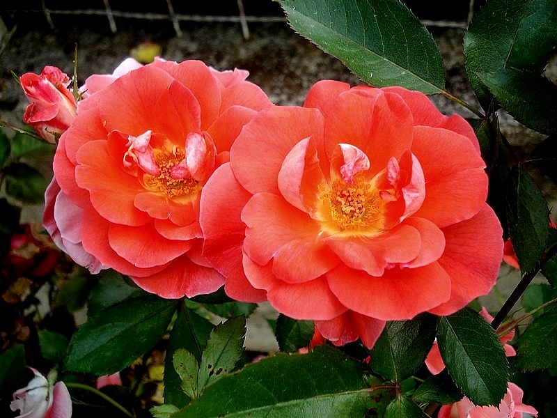 'Allée Abricot ®' rose photo