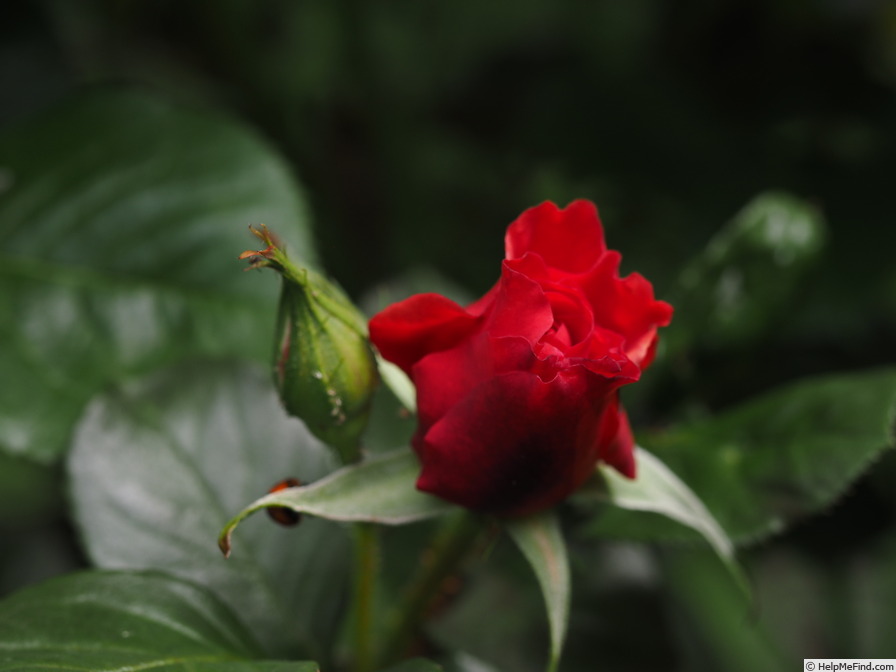 'Veronica Ghislaine' rose photo