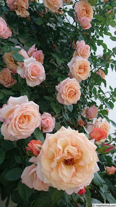 'Barock ® (climber, Evers/Tantau, 1999)' rose photo