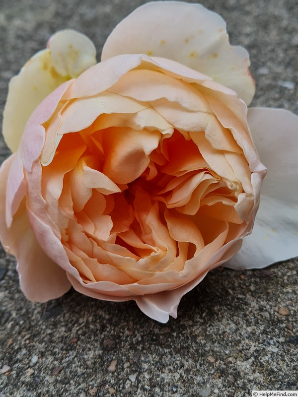 'The Shepherdess' rose photo