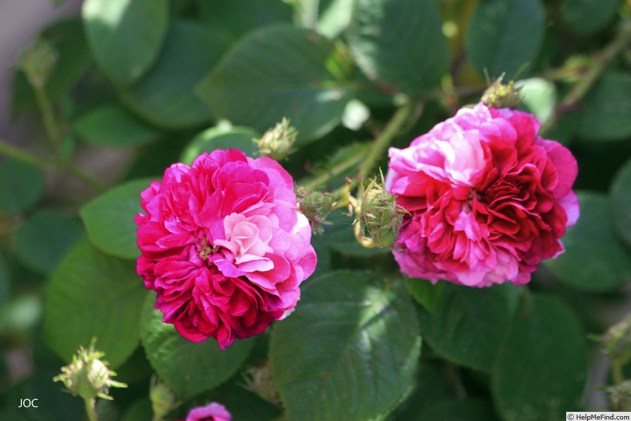 'Russeliana rubra pallida' rose photo