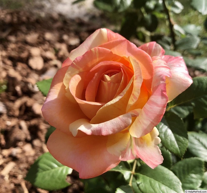 'Peach Swirl ™' rose photo