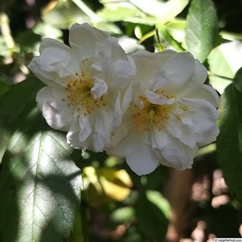 'Snow Goose' rose photo