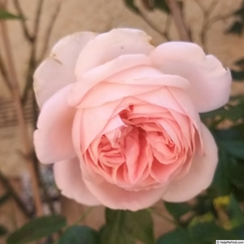 'Bobino ® (hybrid tea, Tantau 2004)' rose photo