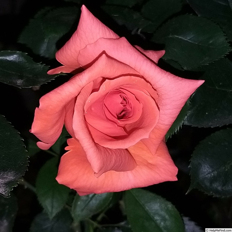 'Anne Vanderlove ®' rose photo