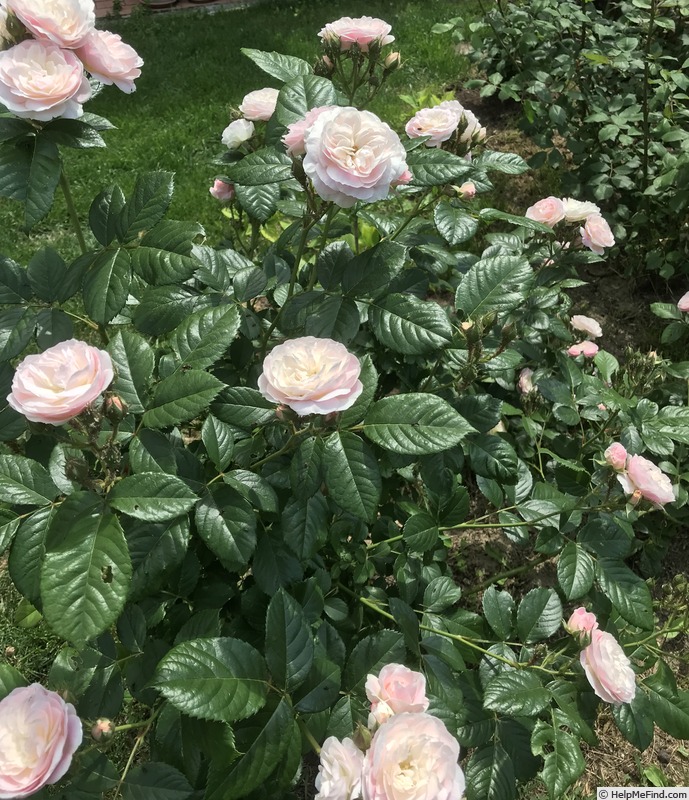 'Bouquet Parfait (alba, Vibert, 1826)' rose photo