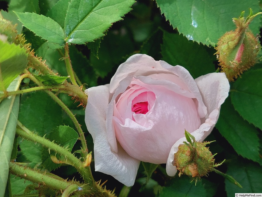 'Gloire des Mousseux' rose photo