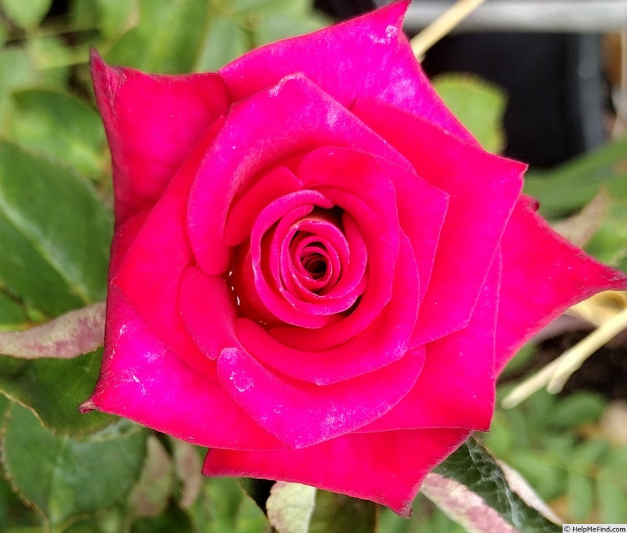 'Edisto' rose photo