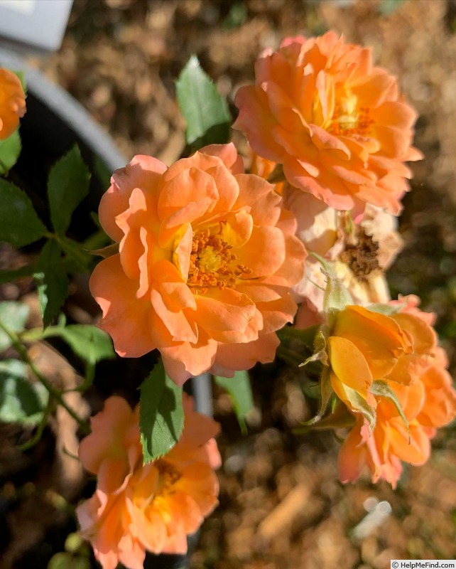 'Orange Honey' rose photo