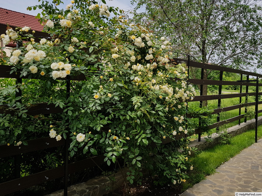 'Malvern Hills ®' rose photo