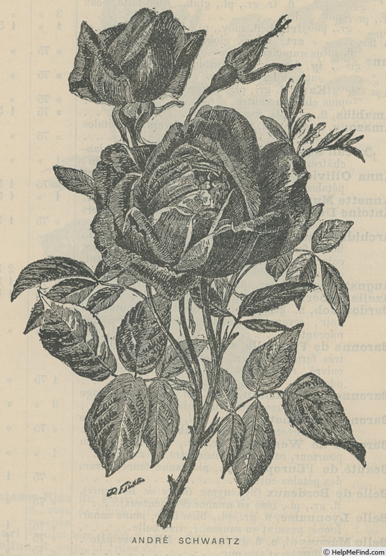 'André Schwartz (tea, Schwartz, 1882)' rose photo