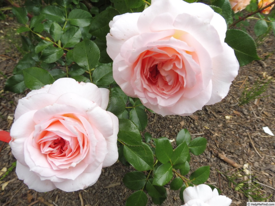 'Schloss Eutin ® Fairy Tale' rose photo
