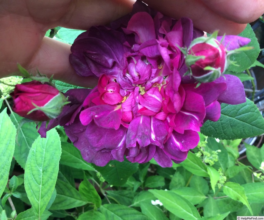 'Indigo (portland, Laffay, 1843)' rose photo