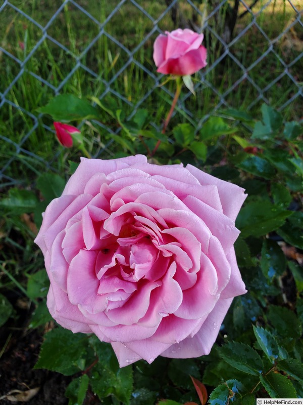 'Lambert Closse' rose photo