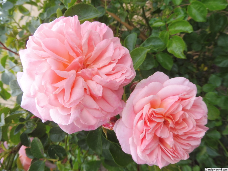 'Pirouette ™ (climber, Olesen 2002)' rose photo