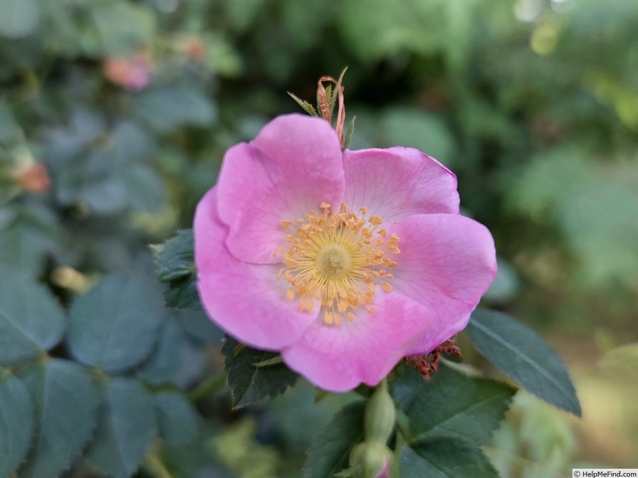 'Eglanteria' rose photo