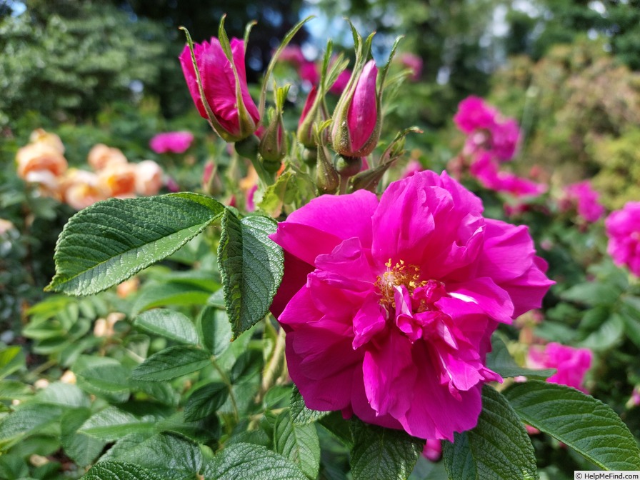 '<i>Rosa rugosa</i> 'Roseraie de l'Haÿ'' rose photo