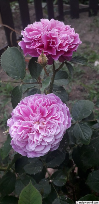 'Lavander Vaza ®' rose photo