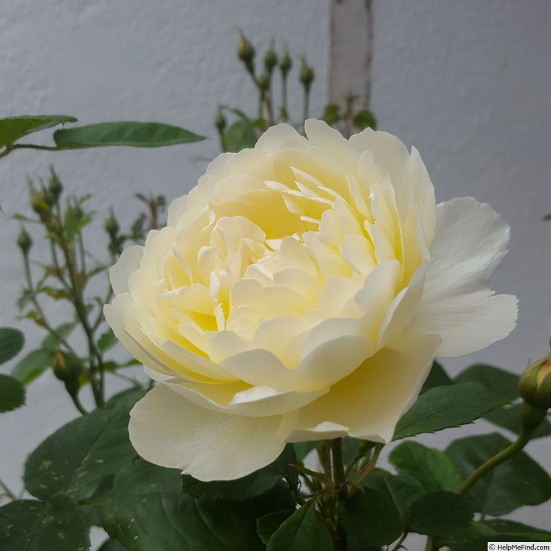 'Nye Bevan' rose photo