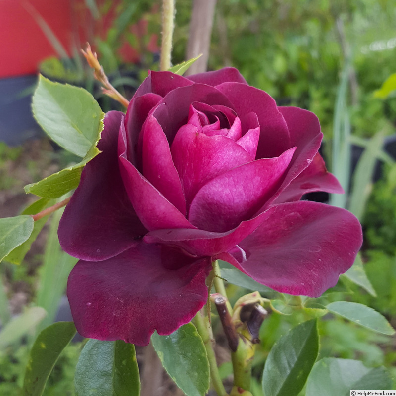 'Burgundy Ice' rose photo