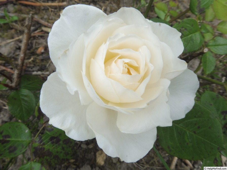 'Princess of Wales (floribunda, Harkness 1997)' rose photo