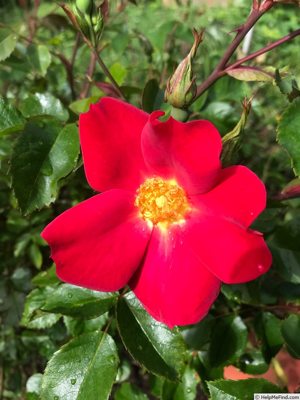 'Joy-83' rose photo