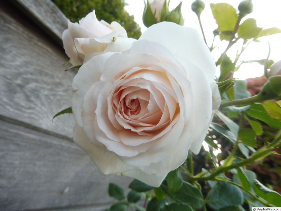 'Sweet Romanza ®' rose photo