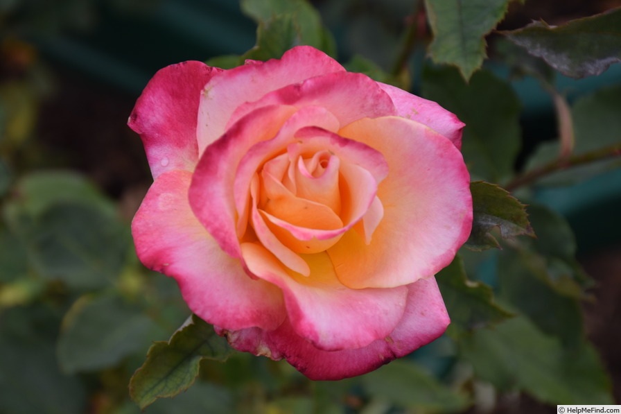 'Granada (hybrid tea, Lindquist, 1963)' rose, click to enlarge 'Granada (hybrid tea, Lindquist, 1963)' rose photo
