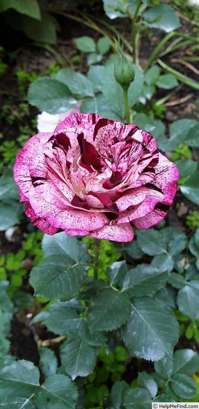 'Magdas Rose (floribunda, Agel, 2016)' rose photo