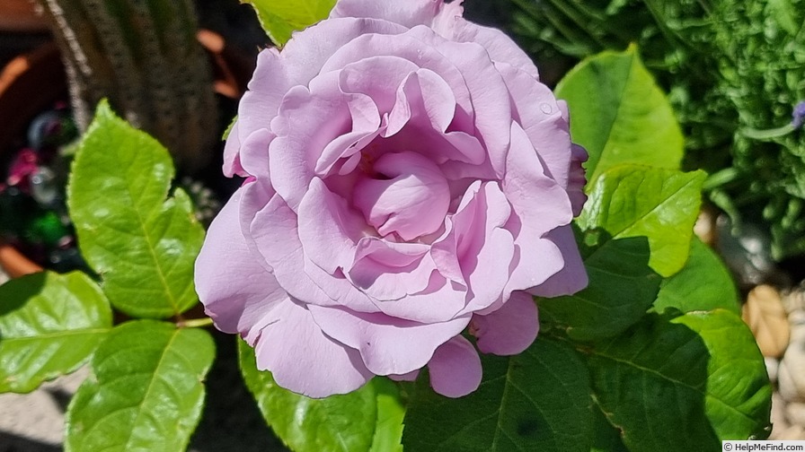'Neptune ™ (hybrid tea, Carruth, 2003)' rose, click to enlarge 'Neptune ™ (hybrid tea, Carruth, 2003)' rose photo