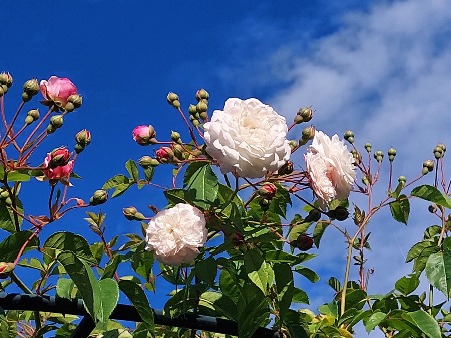 'Félicité et Perpétue' rose photo