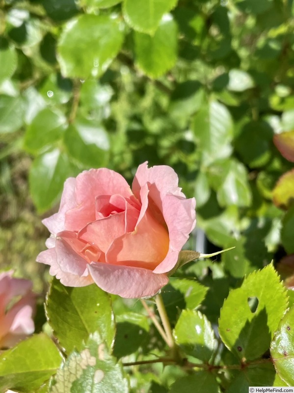 'GHF3' rose photo
