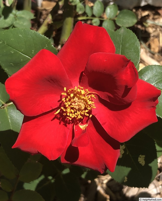 'Altissimo (Large-flowered Climber, Delbard-Chabert, 1966)' rose photo