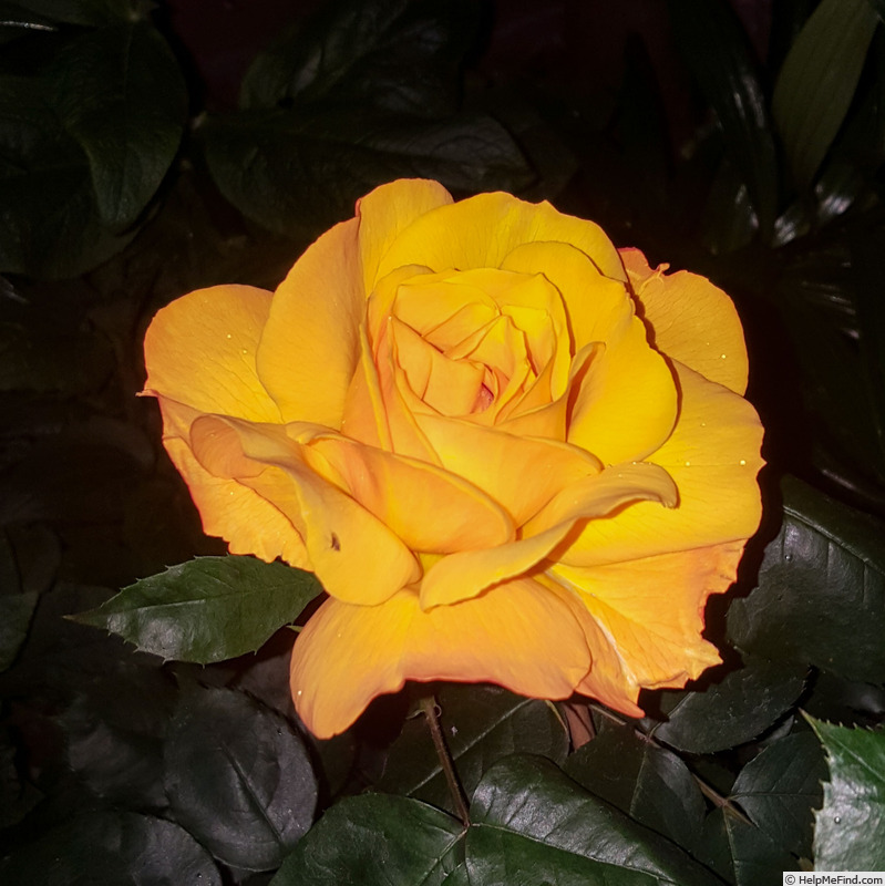 'Golden Delicious (hybrid tea, Carruth before 2010)' rose photo